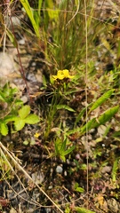 Xyris difformis, photograph (c) Patrick Jackson, some rights reserved (CC BY)