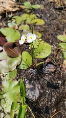 Sagittaria graminea, photograph (c) Patrick Jackson, some rights reserved (CC BY)