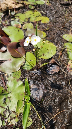 Sagittaria graminea