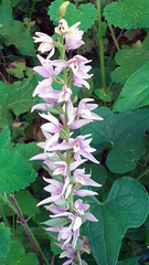 Cephalanthera kurdica
