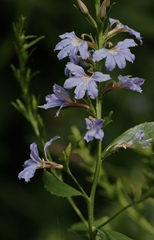 Scaevola nitida, photograph (c) desertnaturalist, some rights reserved (CC BY)