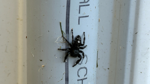 Bold Jumping Spider