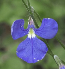 (c) desertnaturalist, some rights reserved (CC BY) Lobelia tenuior, photograph (c) desertnaturalist, some rights reserved (CC BY)