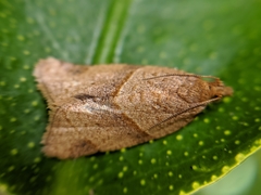 Clepsis peritana