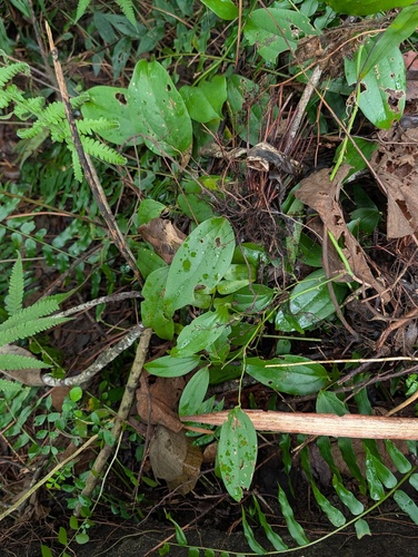 Smilax bracteata observed 2026-09-02