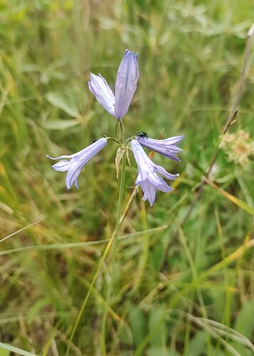 Triteleia grandiflora, photograph 1