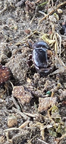 Pentodon algerinus dispar