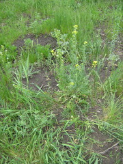 Sisymbrium loeselii