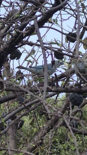Sayaca Tanager