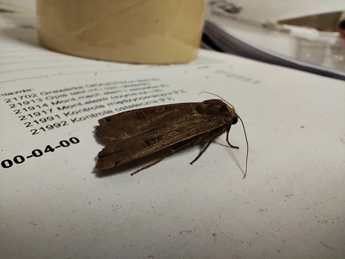 Large Yellow Underwing