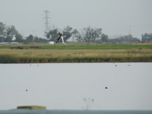 iNaturalist image