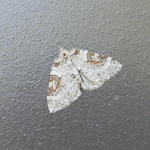 George's Carpet Moth