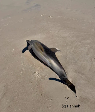 Common Dolphin