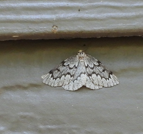 False Hemlock Looper Moth