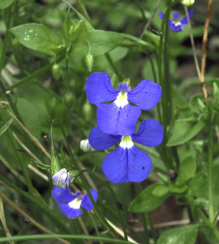 Lobelia tenuior, photograph 1