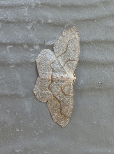 Hemlock Looper Moth