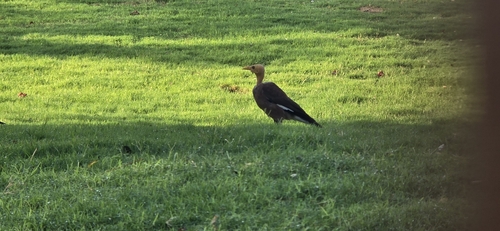 Common Myna (Common)
