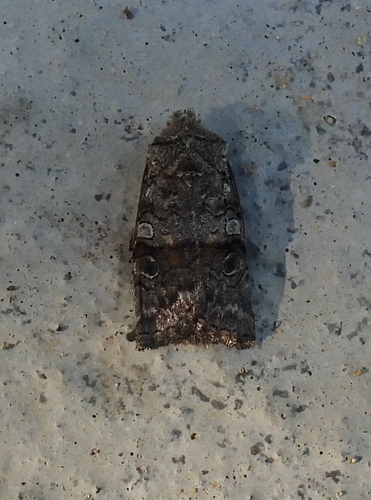 False Pinion Moth