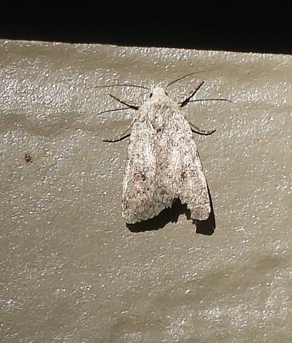 Civil Rustic Moth