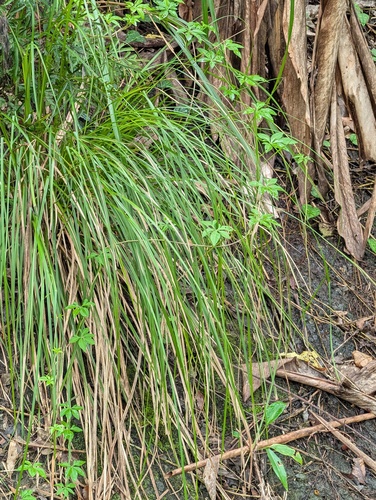 Carex brunnea observed 2026-09-02