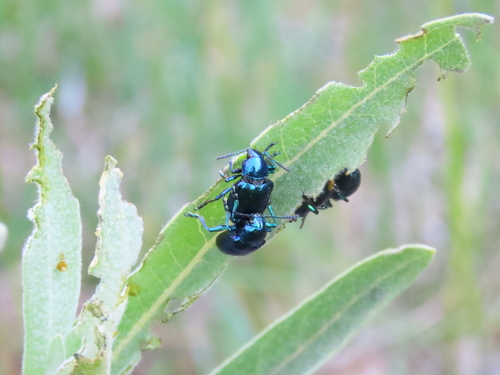 iNaturalist observation photo of Cobalt Milkweed Beetle