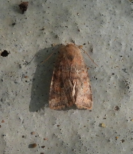 Poplar Catkin Sallow