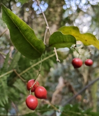 Ripogonum scandens, photograph (c) John Barkla, some rights reserved (CC BY)