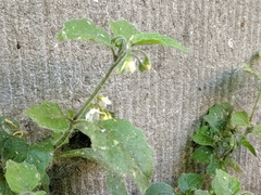 Solanum nigrum
