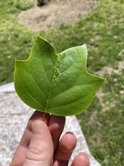Liriodendron tulipifera