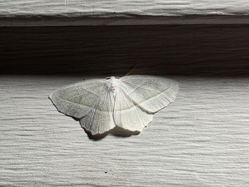 Pale Beauty