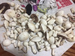 Agaricus arvensis