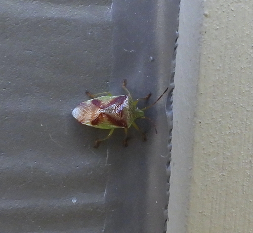 Red-cross Shield Bug