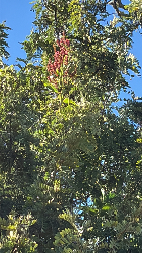 Rumex giganteus observed 2026-09-02