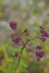 Bembecia ichneumoniformis