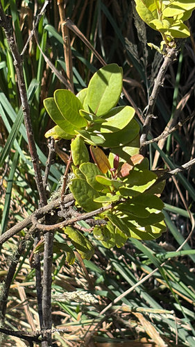 Santalum paniculatum observed 2026-09-02