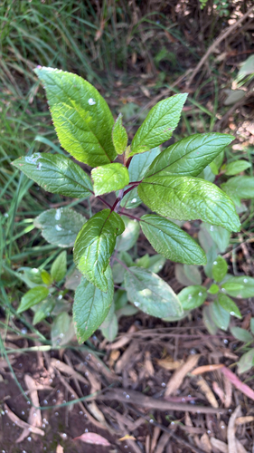 Stenogyne rugosa observed 2026-09-02