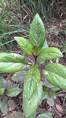 Stenogyne rugosa observed 2026-09-02