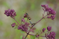 Bembecia ichneumoniformis