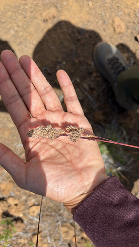 Dactylis glomerata observed 2026-09-02