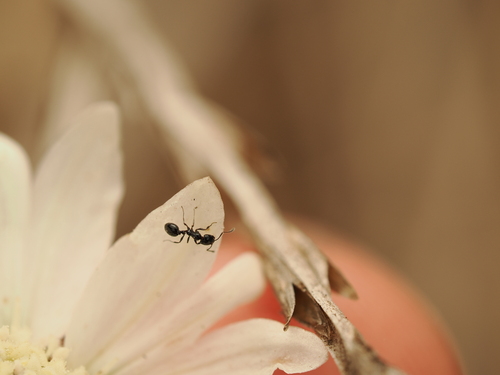 Monomorium ergatogyna