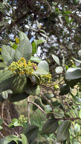 Santalum paniculatum observed 2026-09-02