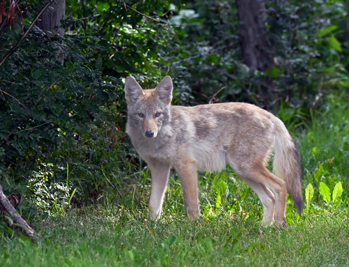 Coyote