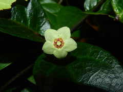 Phaeostemma surinamensis