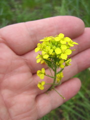 Sisymbrium loeselii
