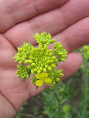 Sisymbrium loeselii