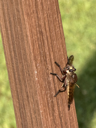 Maroon-legged Lion Fly