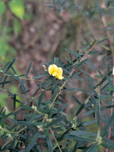 Pultenaea blakelyi observed 2026-09-03