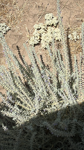 Vinegar Weed