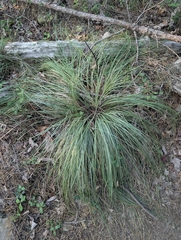 Xerophyllum asphodeloides