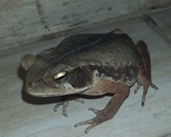 Rhinella ornata